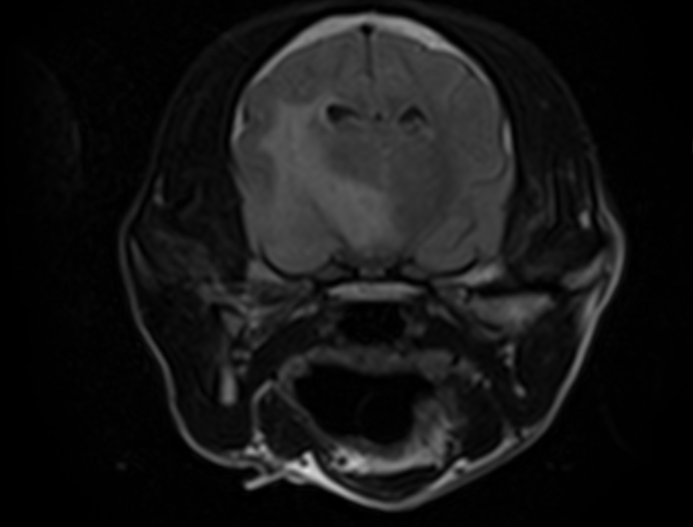 Canine Neurological Imaging: When Veterinary MRI Is the Right Move