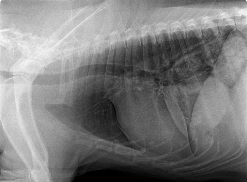 Case of the month October 2025