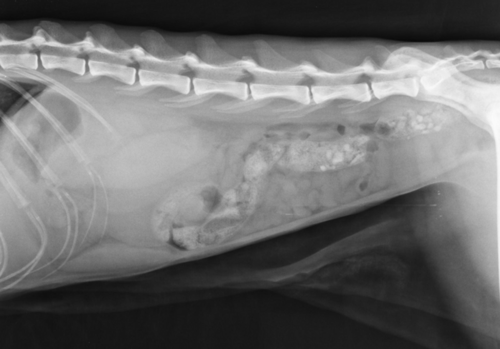 Veterinary Imaging Solutions: Equipment and technical Information