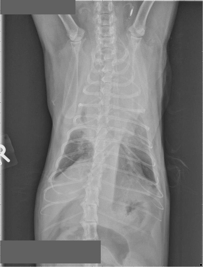 Case of the month November 2025