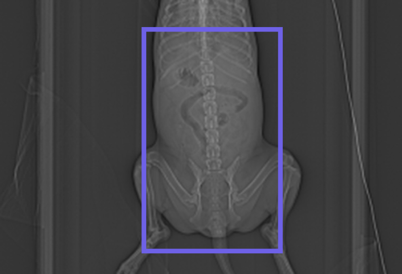 Optimizing Veterinary CT: A Comprehensive Guide to Abdominal Routine Protocols