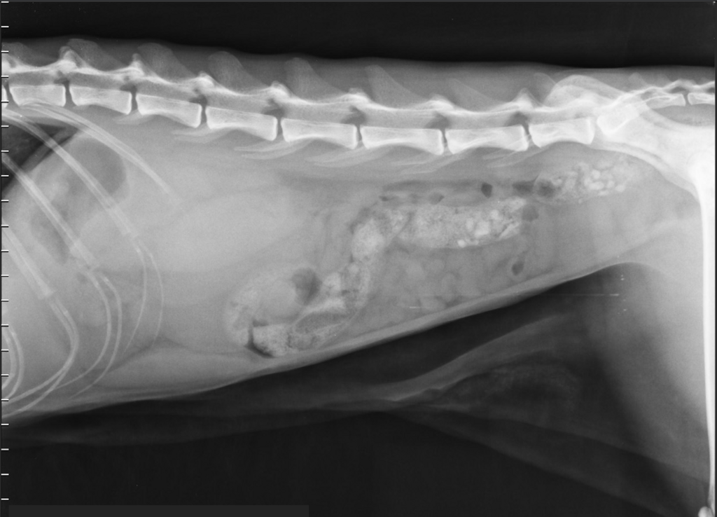 Case of the month September 2025