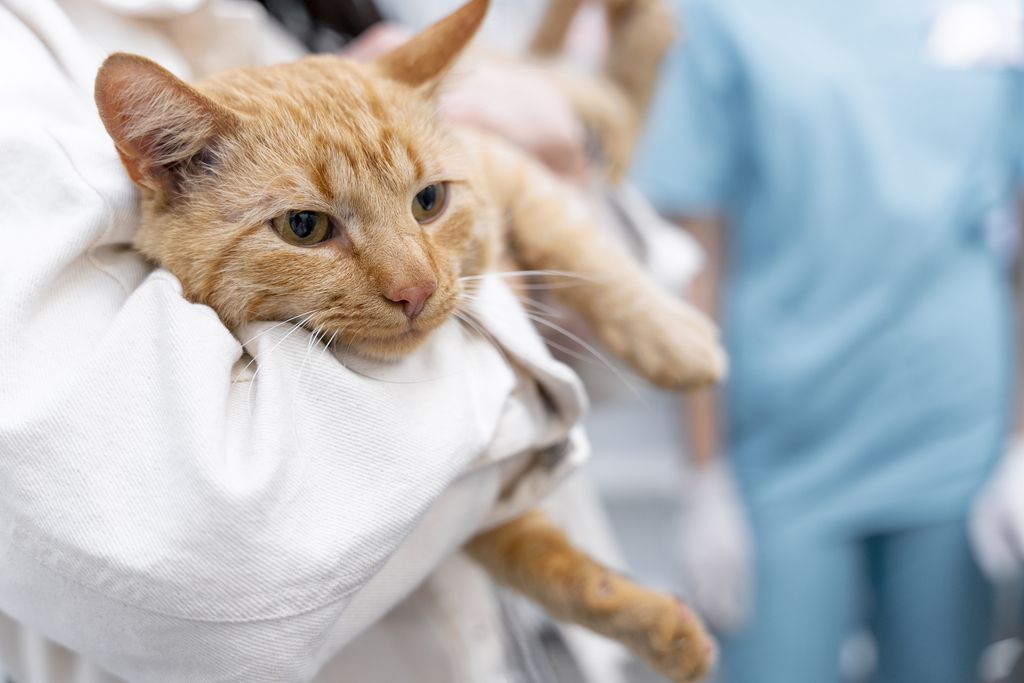 The Crucial Role of Emergency CT in Veterinary Practice
