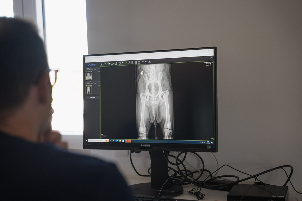 International Day of Radiology: Celebrating the History and Impact of Veterinary Radiology