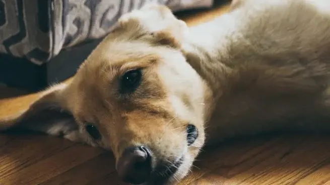 Precision in Vet Neurology Care