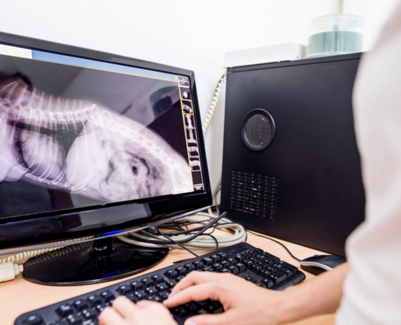 Why do veterinary radiologists matter