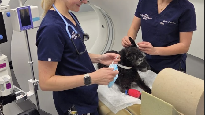 Two veterinary clinicians preparing a dog beside a CT scanner.