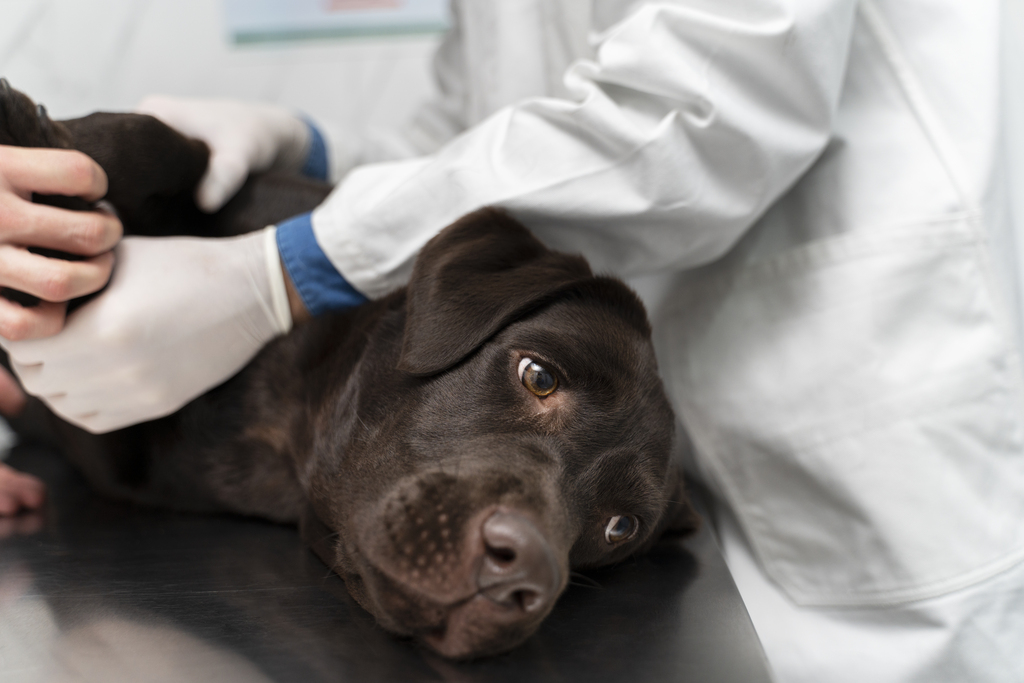 Veterinary oncology imaging: a practical guide to staging and planning