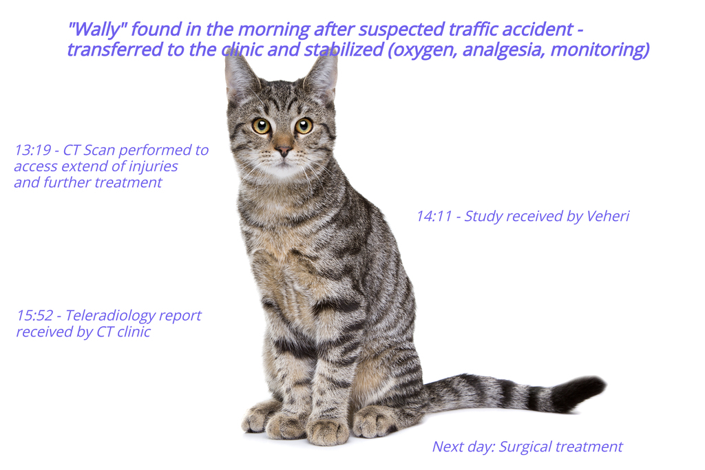 Teleradiology in urgent cases: CT case report featured in Vet Practice Magazine Australia