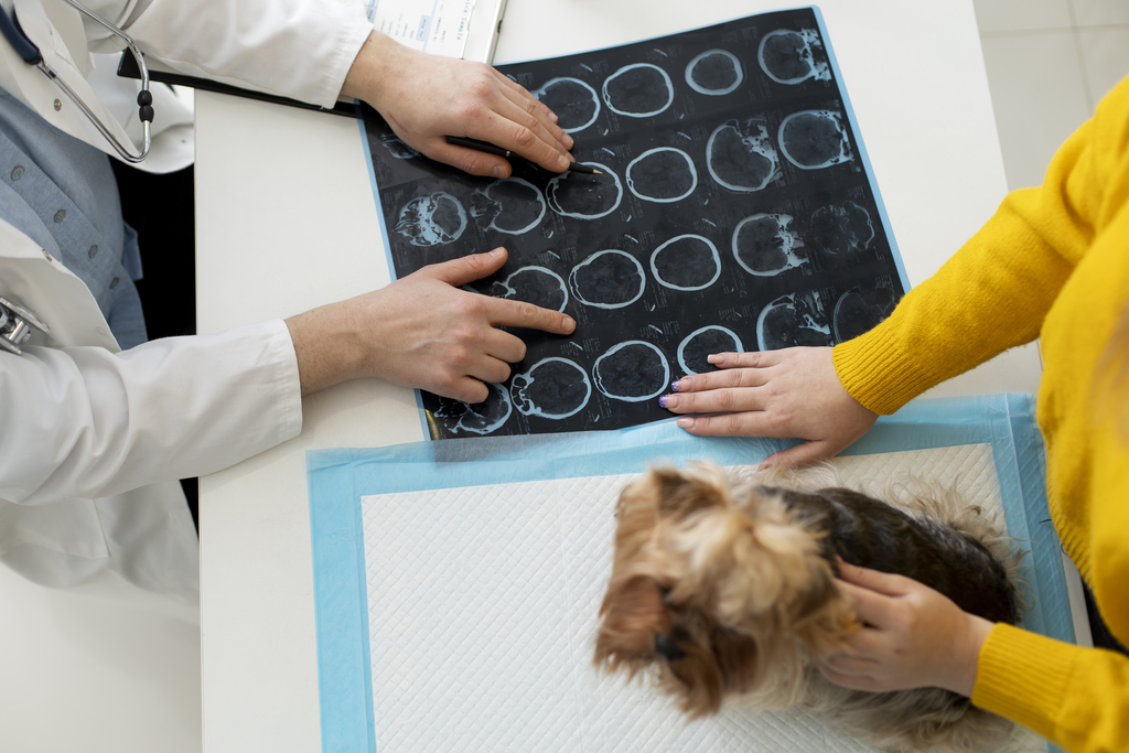 Veheri Neuroimaging Reports: Setting a New Standard in Vet Neuroimaging