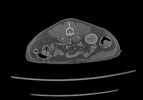 Cone Beam vs. Conventional CT in Veterinary Medicine: Which CT System Is Best for Your Practice?