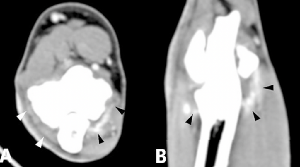 Beyond the Bone: Why Contrast-Enhanced CT is a Game-Changer for Limping Dogs
